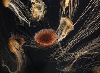 Jaka jest platforma sprzętowa Excela?