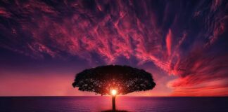 Czy Zoom działa na telefonie?