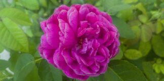 Ile płaci ZUS za śmierć?