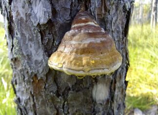 Co lepsze niż Tinder?