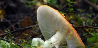 Co zrobić aby media społecznościowe były wolne od toksycznych treści?