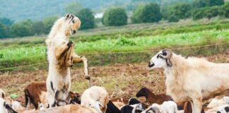 Co powinno być zawarte w biznesplanie?