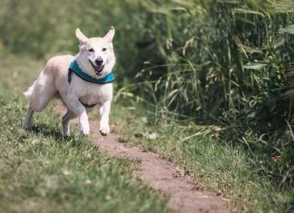 Jak często biegać interwały?